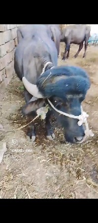 थंबनेल 3