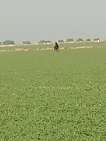 ચણા નો ભૂકો વેચવા નો છે