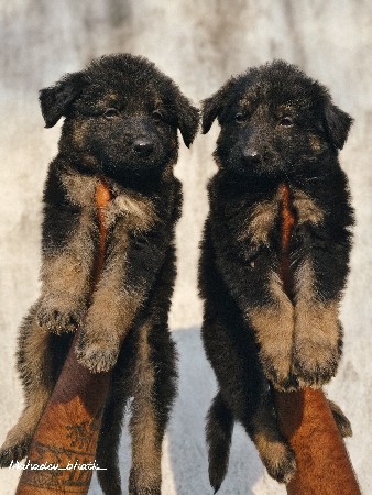 જર્મન સેફળ લોંગ કોટ મેલ ફીમેલ