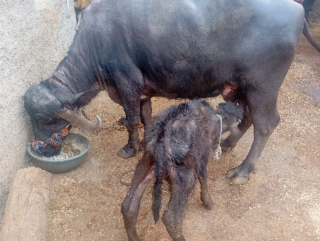 ભેંસ વેચવાની છે