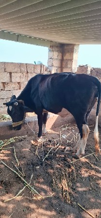 थंबनेल 3