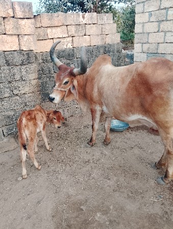 થંબનેલ 3