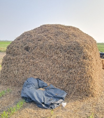 માંડવી નો ભૂકો વેશાવ સે.