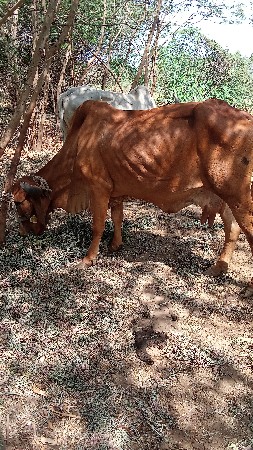 थंबनेल 3