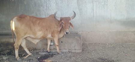 બળદ વેચવાના છે