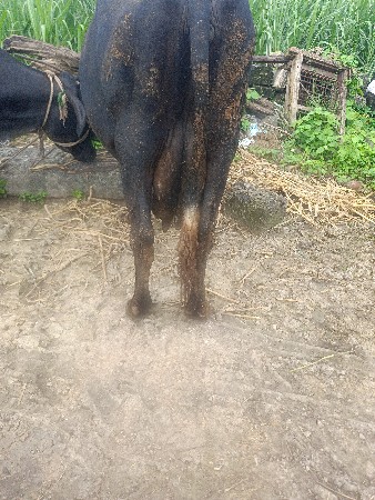 એસ એફ ગાય