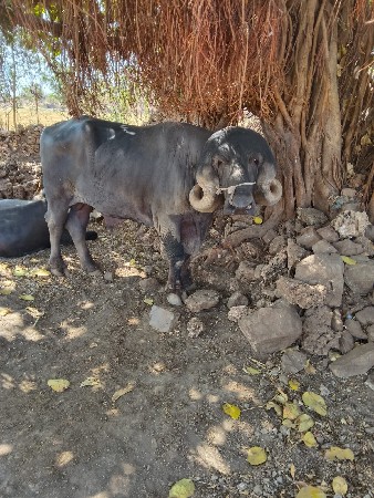 પાડો વેચવાનો છે બે દાતે પેલો વાળો