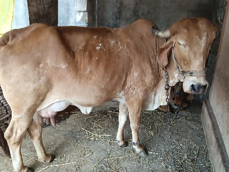 થંબનેલ 3