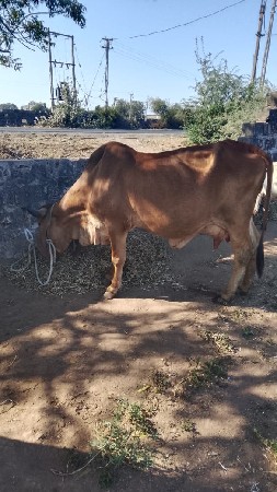 ગાય વેચવાની છે