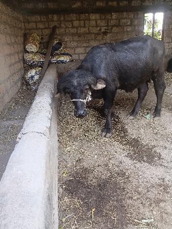 થંબનેલ 3