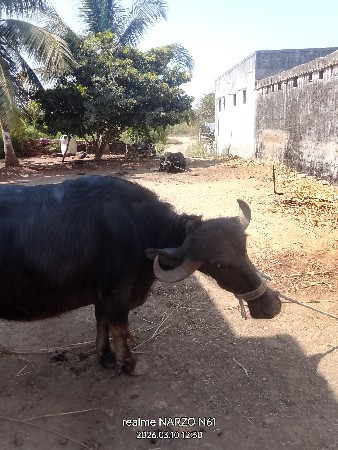 थंबनेल 3