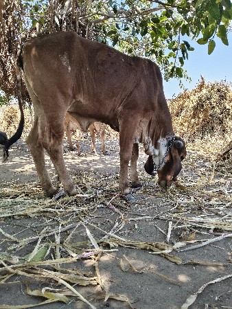 थंबनेल 3