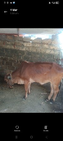 ગાયવેચવાની સે બે મઈનાની ગાભણીસે