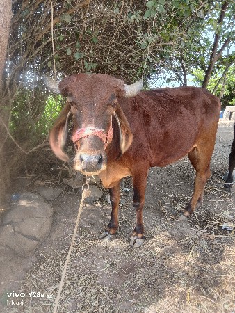 ગાય વેચવા ની છે