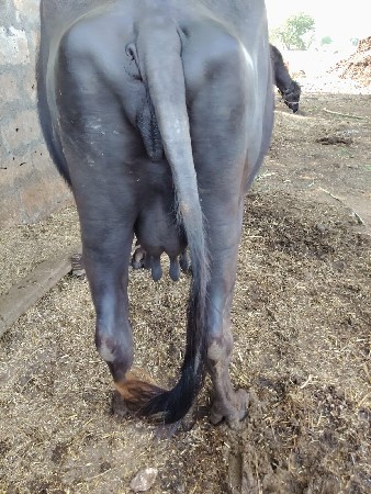 ભેંસ વેચવાની એક લાખ પંદર હજાર