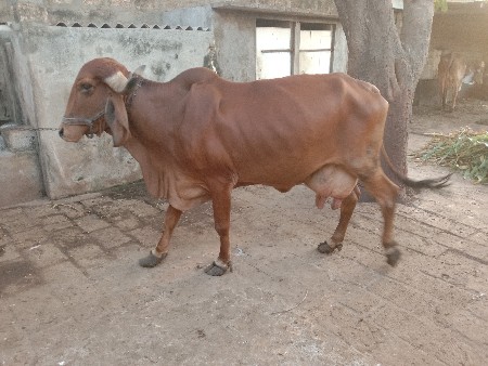 थंबनेल 3