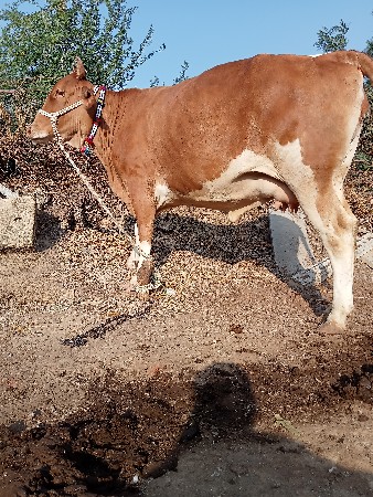 બે ગાય વેસવાની પેલા વેતર એક આંઠ