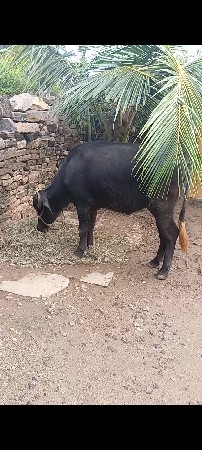 ખડેલૂ વેચવા નુ છે