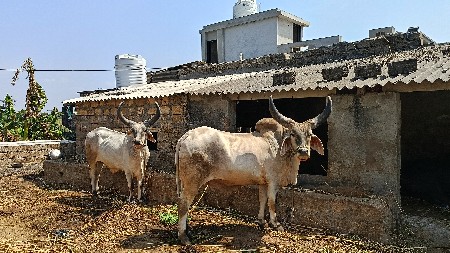 આ બળદ વેચાણના છે