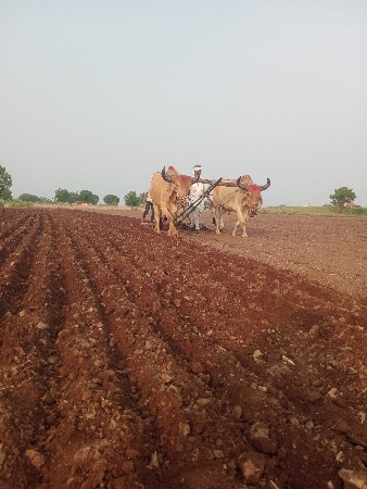 બળદ વેચવાના છે