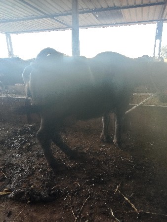 વેશવાનીસેટોઢમયનાનીવીયાણેલસે