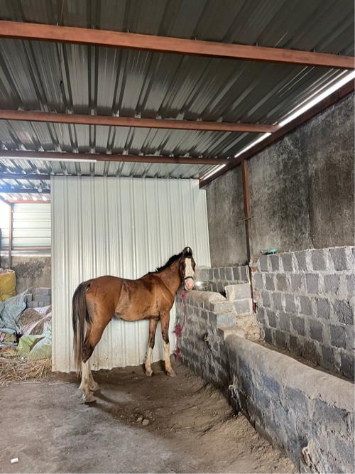 Ghodo vechca no che 2 pug ae hale che