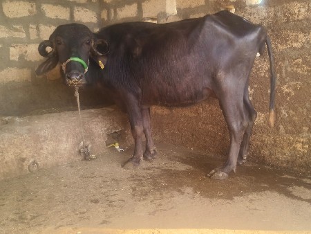 ભેંસ વેચવાની છે