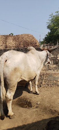 थंबनेल 2