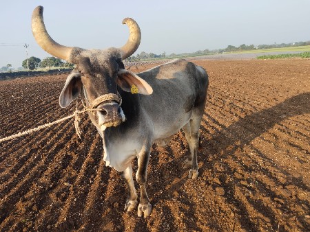 थंबनेल 2