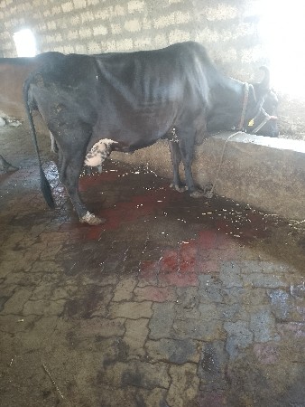 થંબનેલ 5