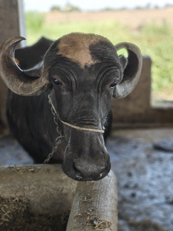 બેસ વેચવા ની છે