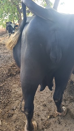 થંબનેલ 2