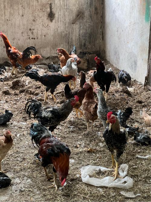 થંબનેલ 3