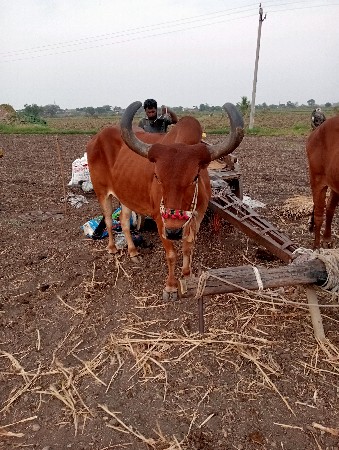 બળદ વેચવાનો છે 3ધર બેયબાજુ સાલે