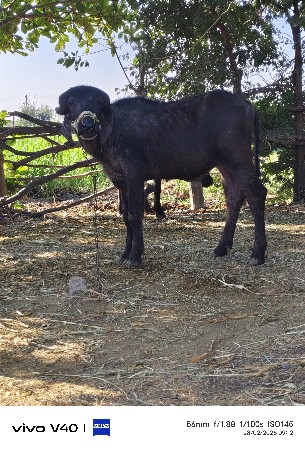 થંબનેલ 2