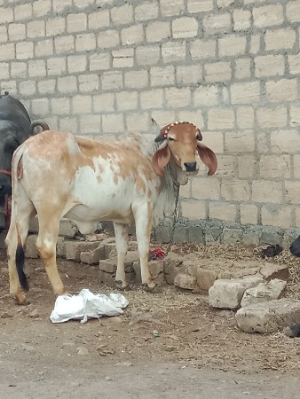 વાસડી વેચવાની છે