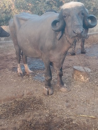 थंबनेल 2