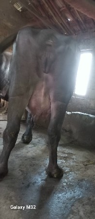 थंबनेल 2