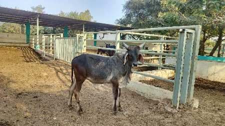 વાછરડા બળદ માટે વેચવાના છે,