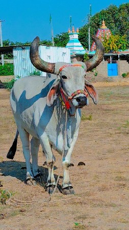 ચોથીદાર મારવા બેસવાની ટોટલ જવાબદાર