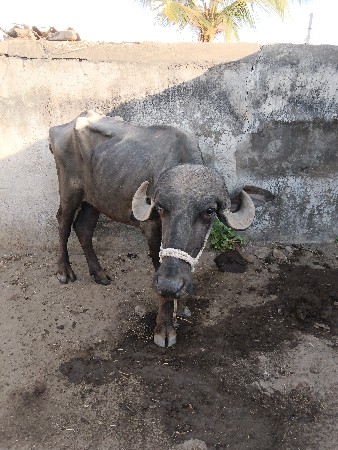 વેચવાની છે