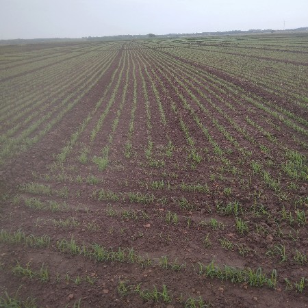 kheti ni jamin vesvani se