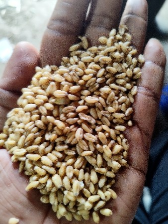 ઘઉં 513 ટુકડા