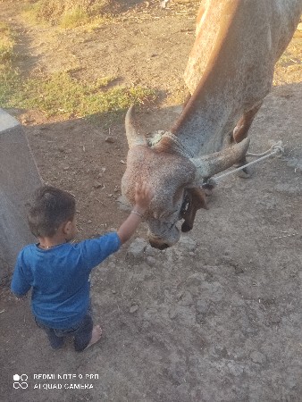 ગાય વેચવાની છે