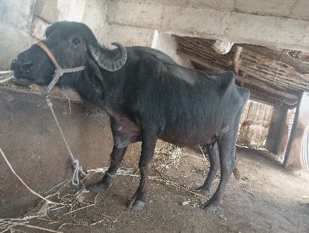 थंबनेल 3