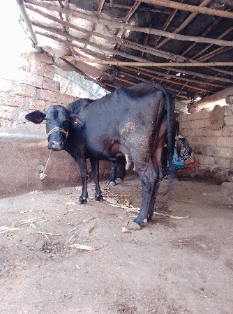 ગાય વેચવાનું છે