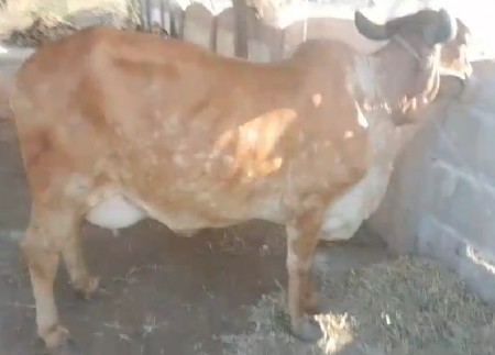 ગાય વેચવાની છે