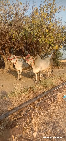 બળદ વેચવાના છે