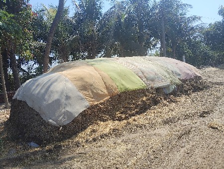 માંડવીયુ વેચવાનું છે