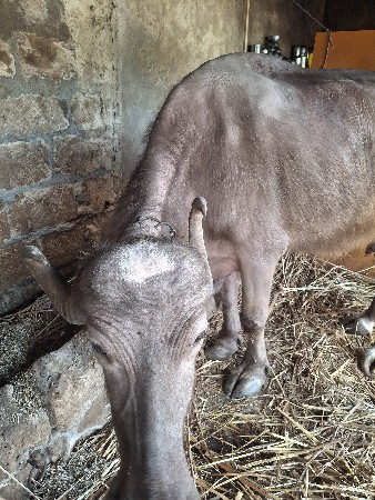 ભેસ વેસવા નુ છે